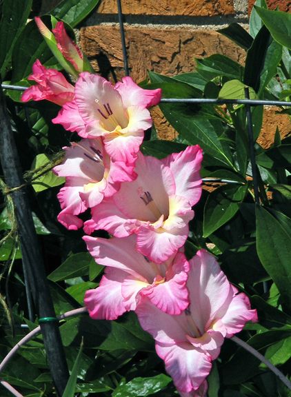 Glads photo 2013_07250021_zpsaffe1593.jpg